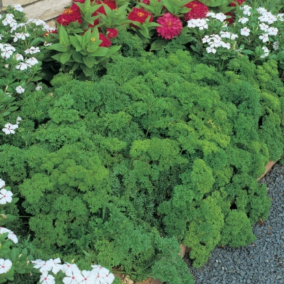 Picture of Organic Parsley Grune Perle